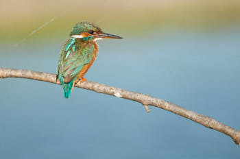 Faune des marais<br>NIKON D300S, 700 mm, 500 ISO,  1/800 sec,  f : 6.3 